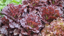 image of fruit_and_vegetable