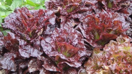 image of lettuce #18