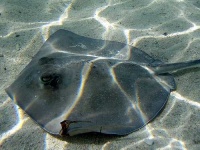 image of stingray