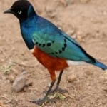 image of bird