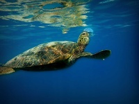 image of animal