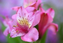image of flower