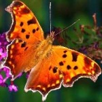 image of animal
