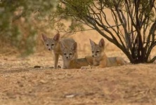 image of grey_fox