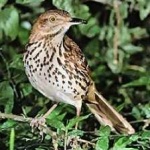 image of brown_thrasher #20