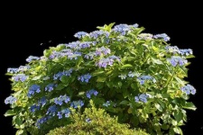 image of bush