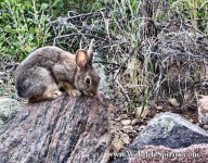 image of wood_rabbit