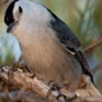 image of bird