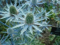 image of alpine_sea_holly #4