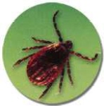 image of tick