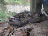 image of boa_constrictor