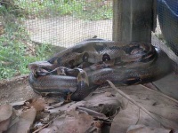 image of boa_constrictor #0