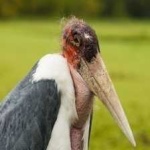 image of bird