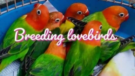 image of lovebird