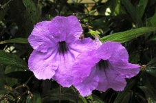 image of mexican_petunia #30