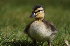 image of animal