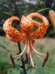 image of flower