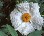 image of flower
