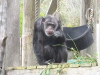 image of chimpanzee