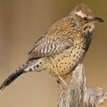image of bird
