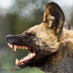 image of african_hunting_dog
