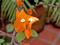 image of flower