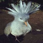 image of bird