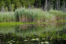 image of swamp