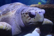 image of loggerhead