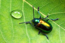 image of tiger_beetle #27