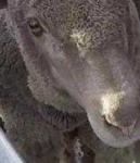 image of animal