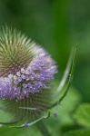 image of cardoon