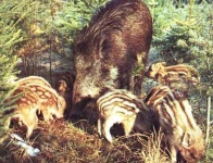 image of hog