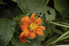 image of flower
