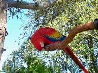 image of macaw