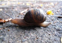 image of snail