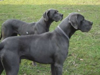 image of great_dane