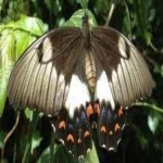 image of animal