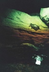 image of animal
