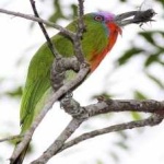 image of bird