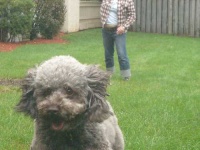 image of miniature_poodle #27