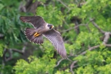 image of falcon