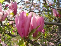 image of magnolia #46