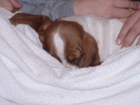 image of basset