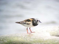 image of ruddy_turnstone