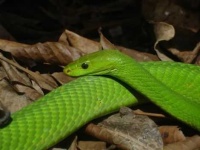 image of green_mamba