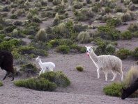 image of alpaca #12