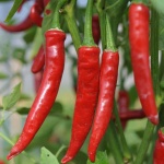 image of chilli #16