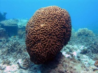 image of coral #21