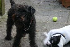 image of lakeland_terrier